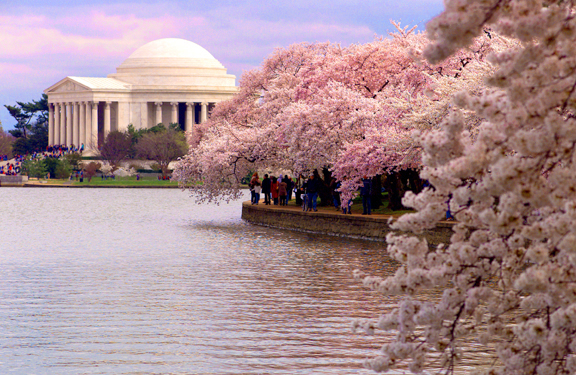 Washington DC Cherry Blossom Festival